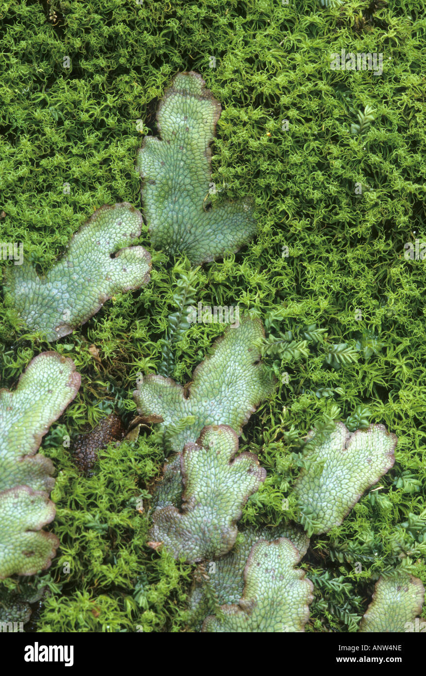 Liverworts on moss, Riccia fluitans Stock Photo