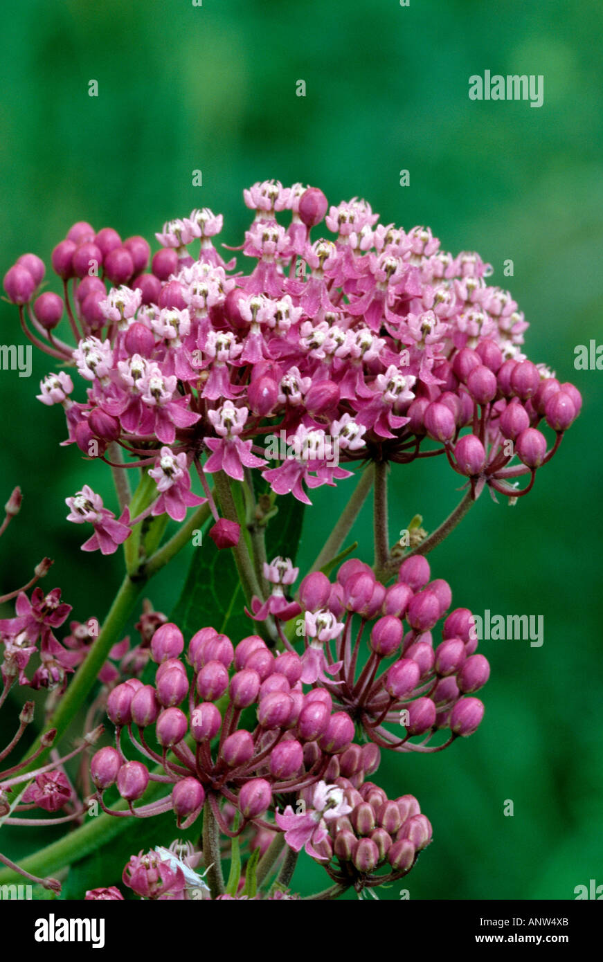Swamp Milkweed, Asclepias incarnata Stock Photo