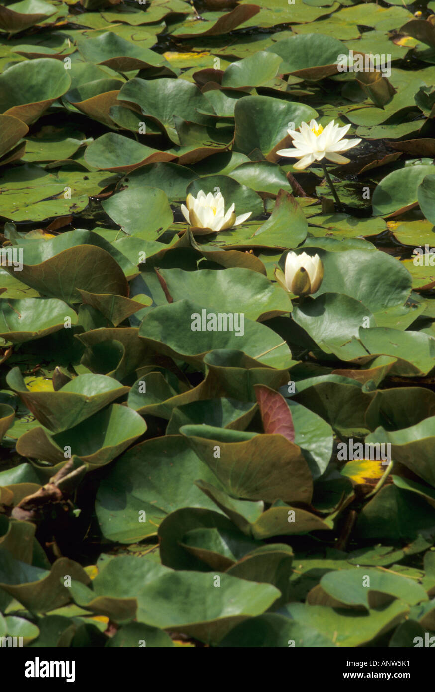 Sweet-scented Water Lily, Nymphaea odorata Stock Photo