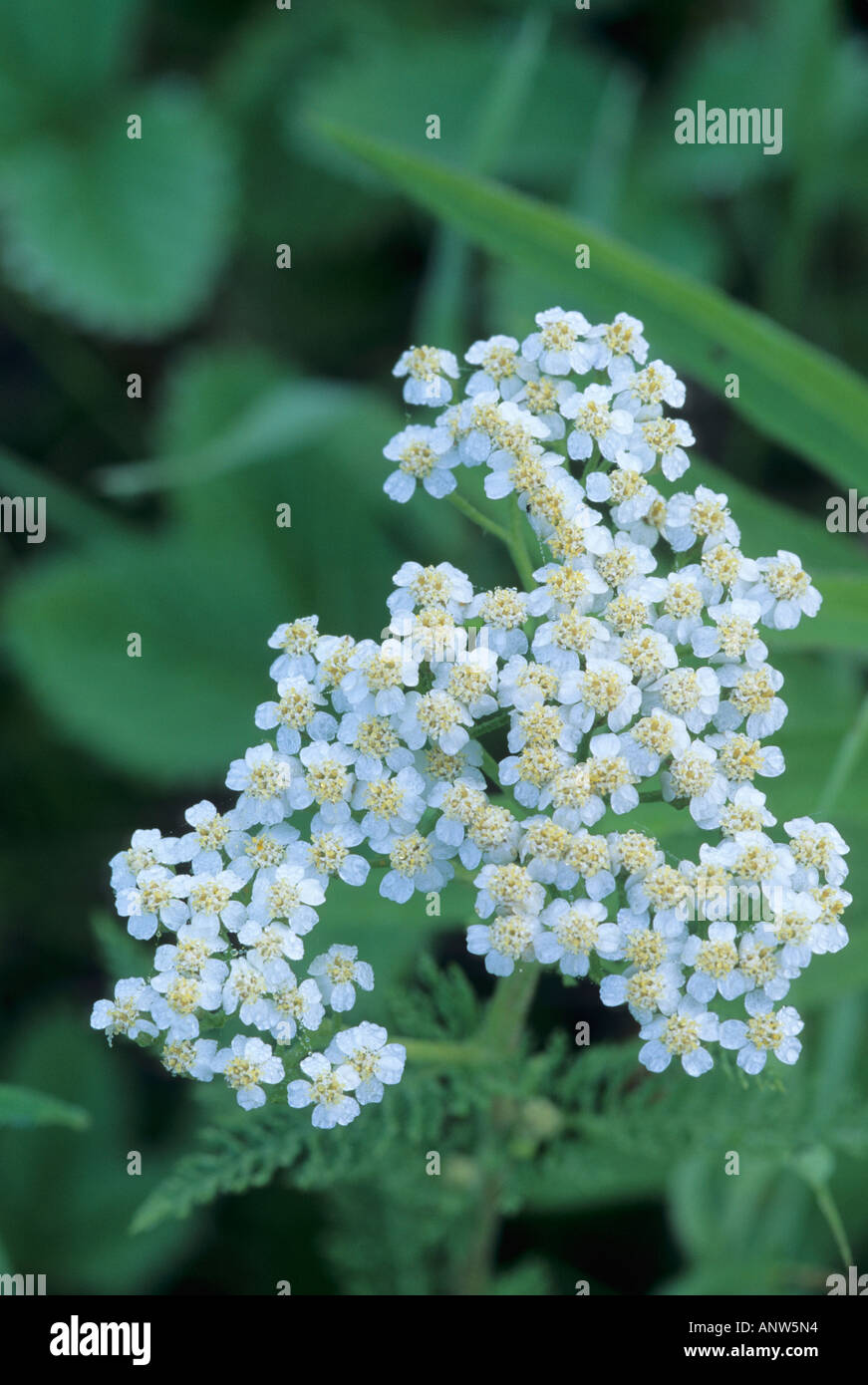 Yarrow, Achillea millefolium Stock Photo