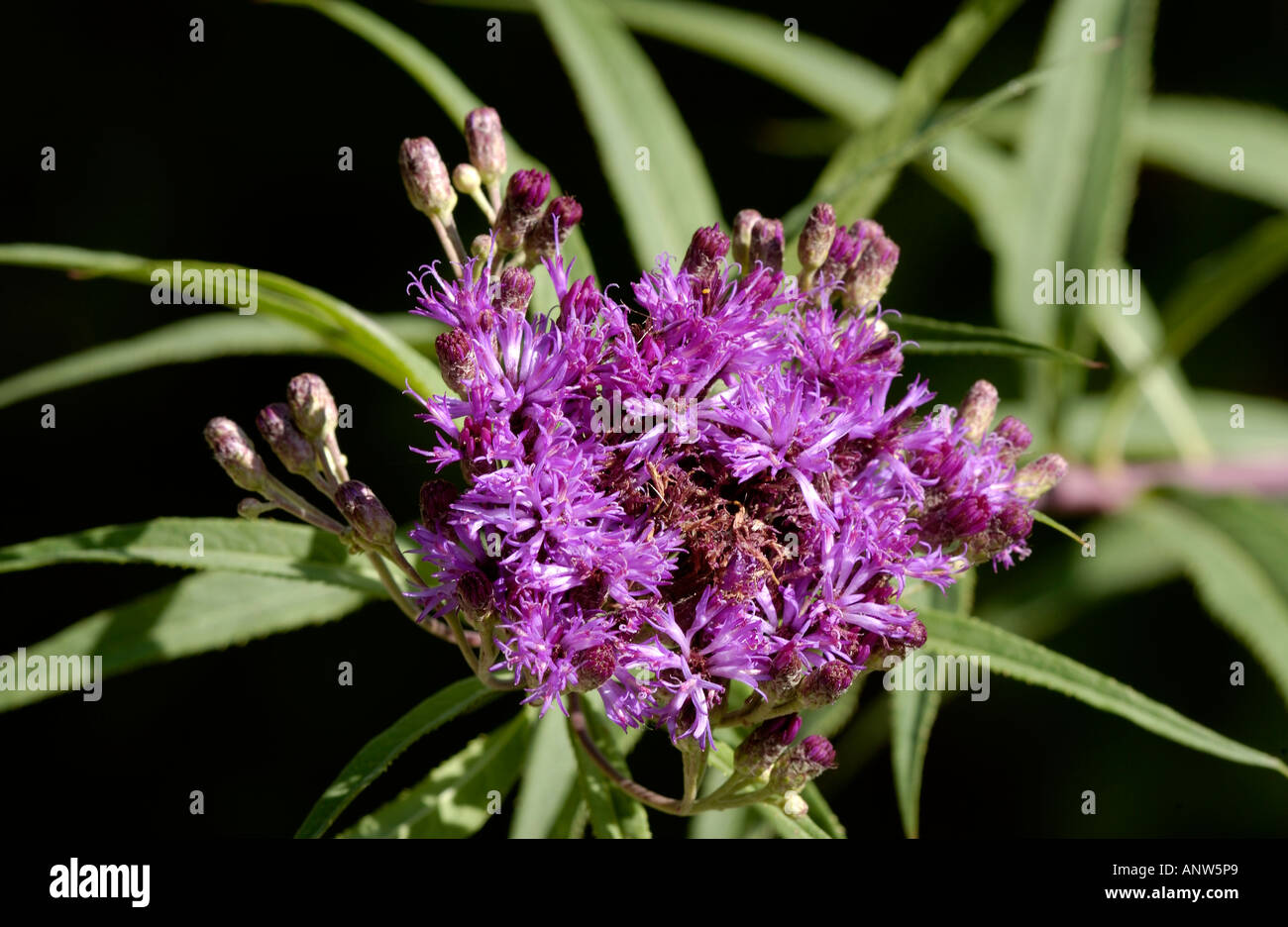 Ironweed, Vernonia fasciculata Stock Photo Alamy