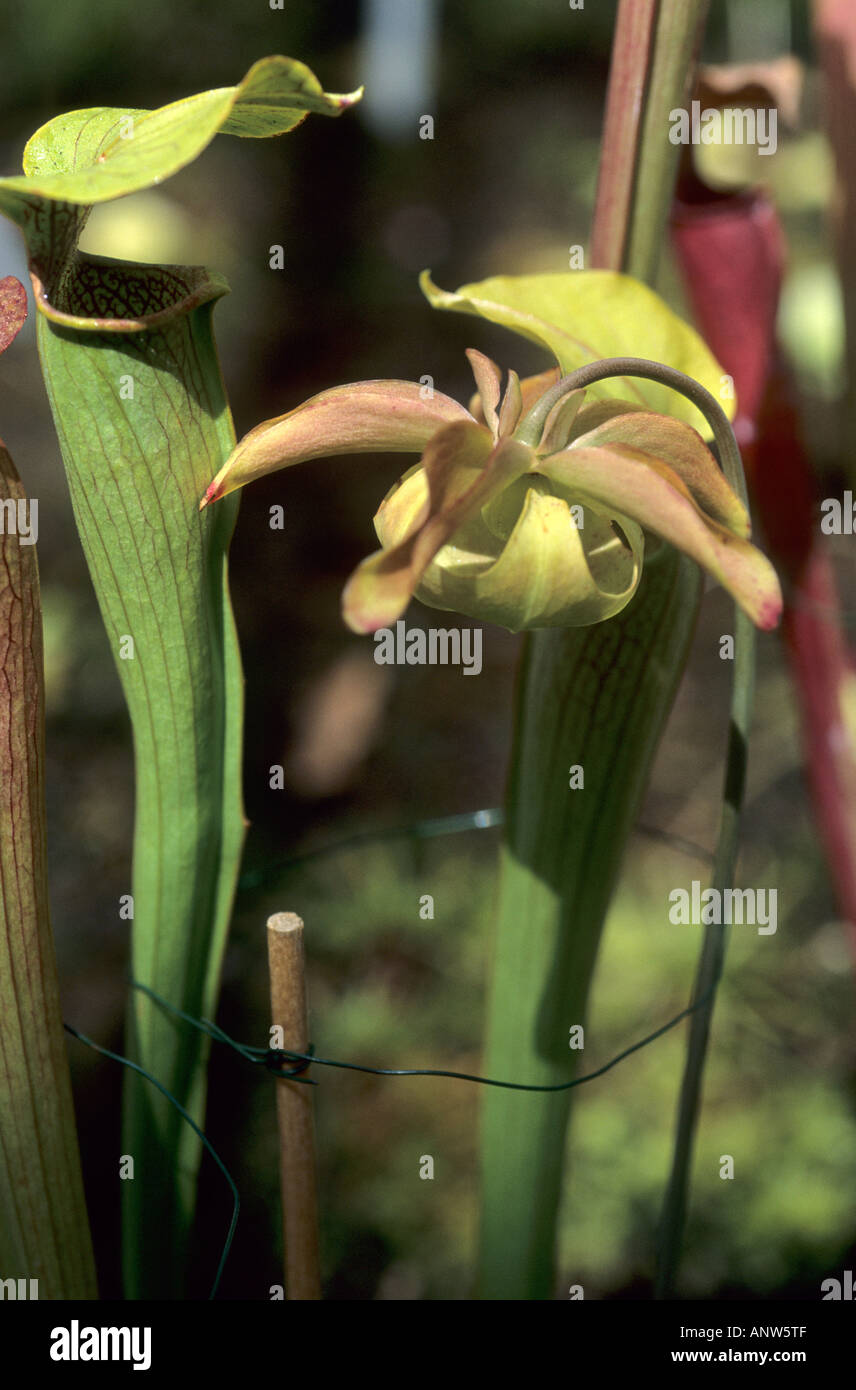 Yellow trumpet pitcher plants hi-res stock photography and images - Alamy