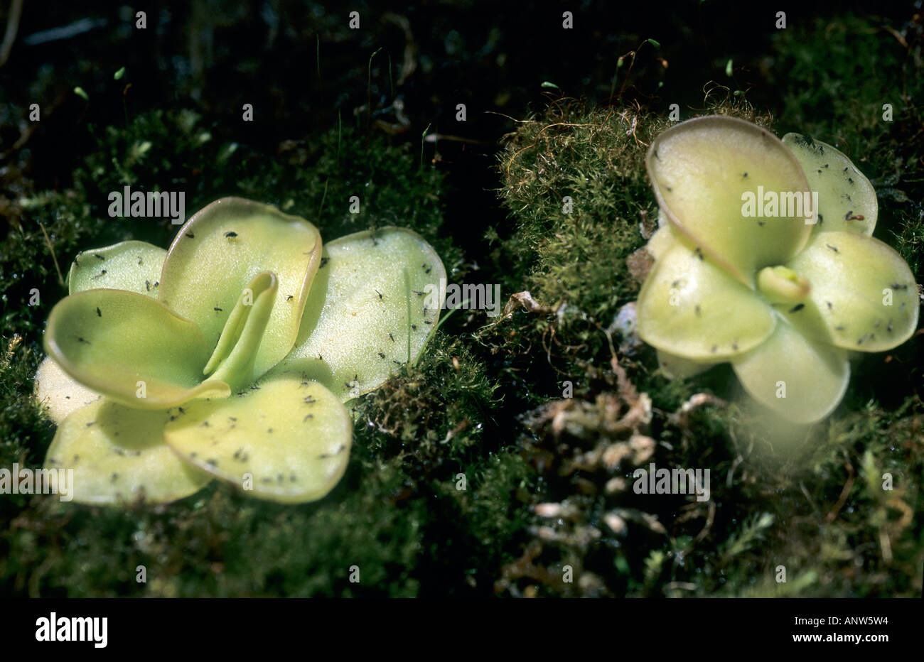 Yellow Butterwort, Pinguicula lutea Stock Photo