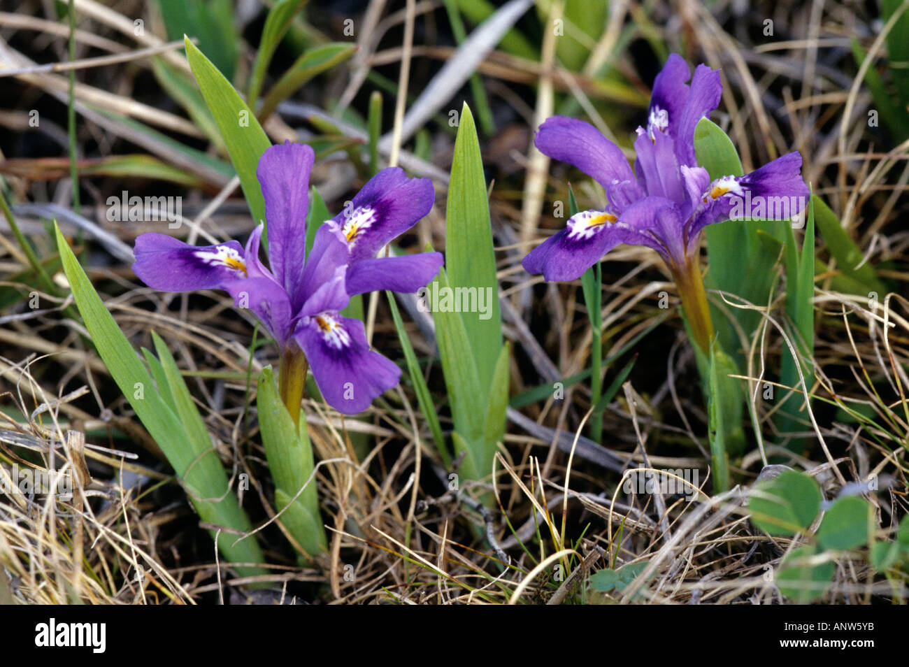 Dwarf Lake Iris, Iris lacustris Stock Photo