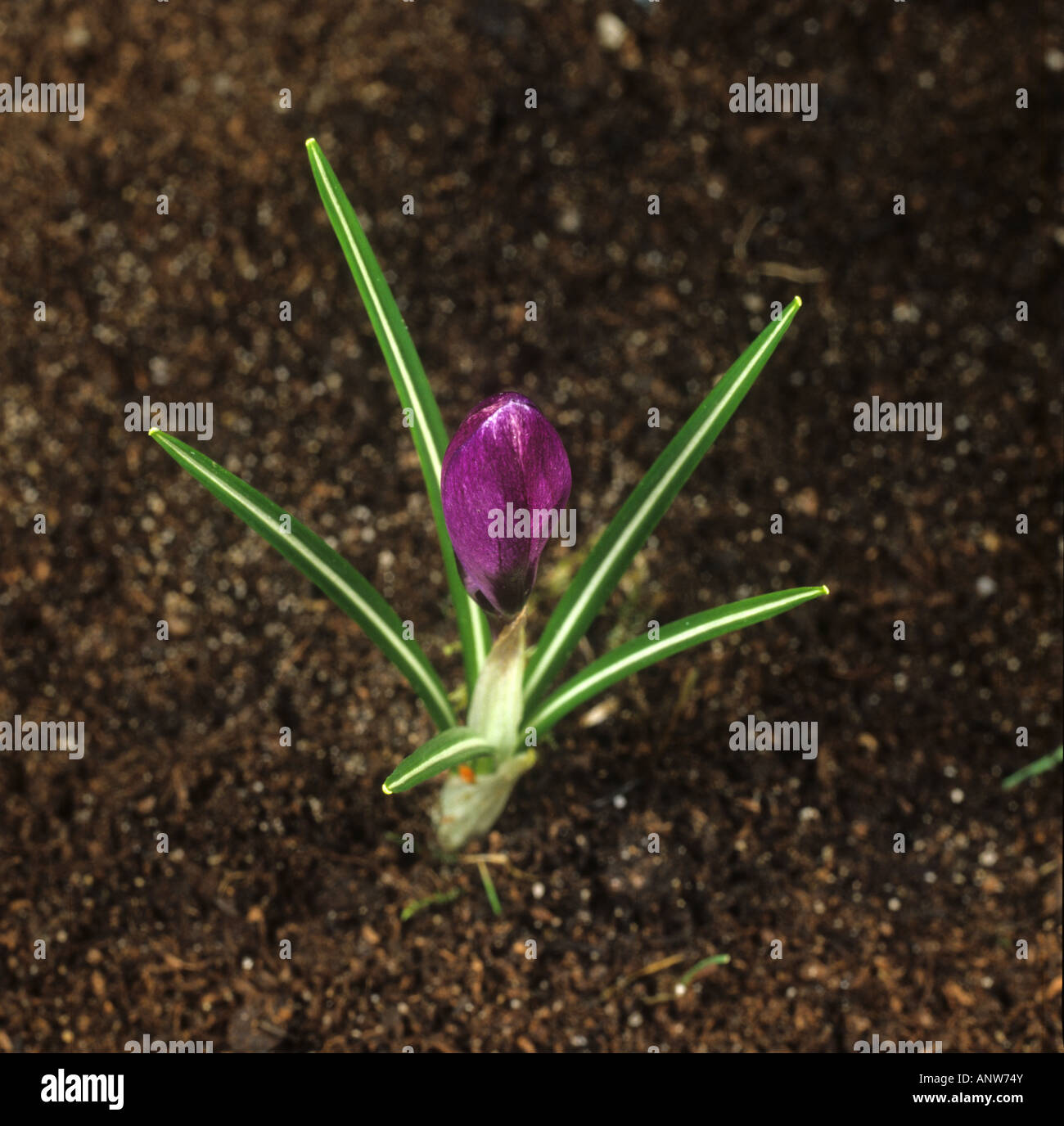 First in a series of photographs showing the opening of a crocus flower