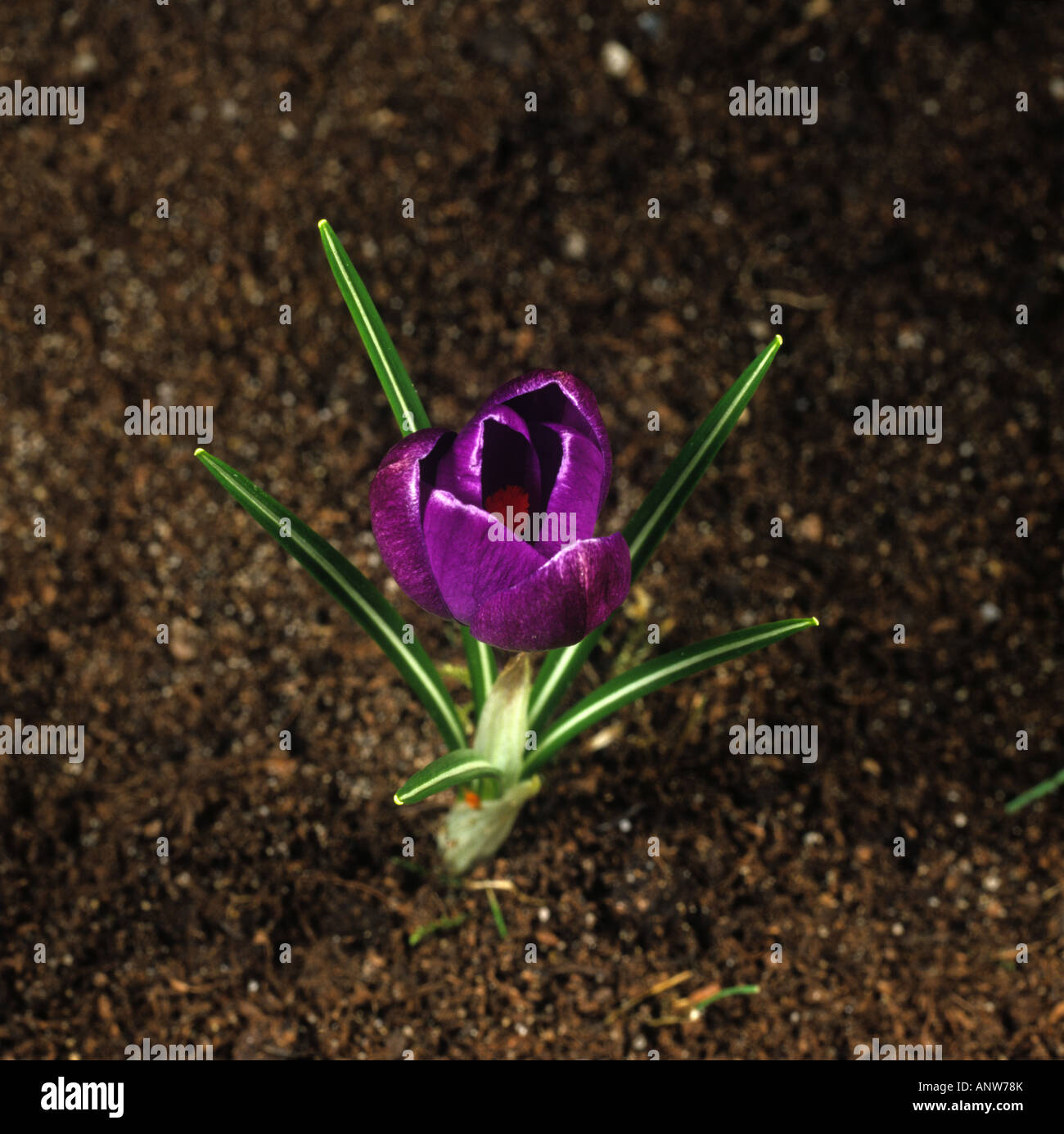 Second in a series of photographs showing the opening of a crocus