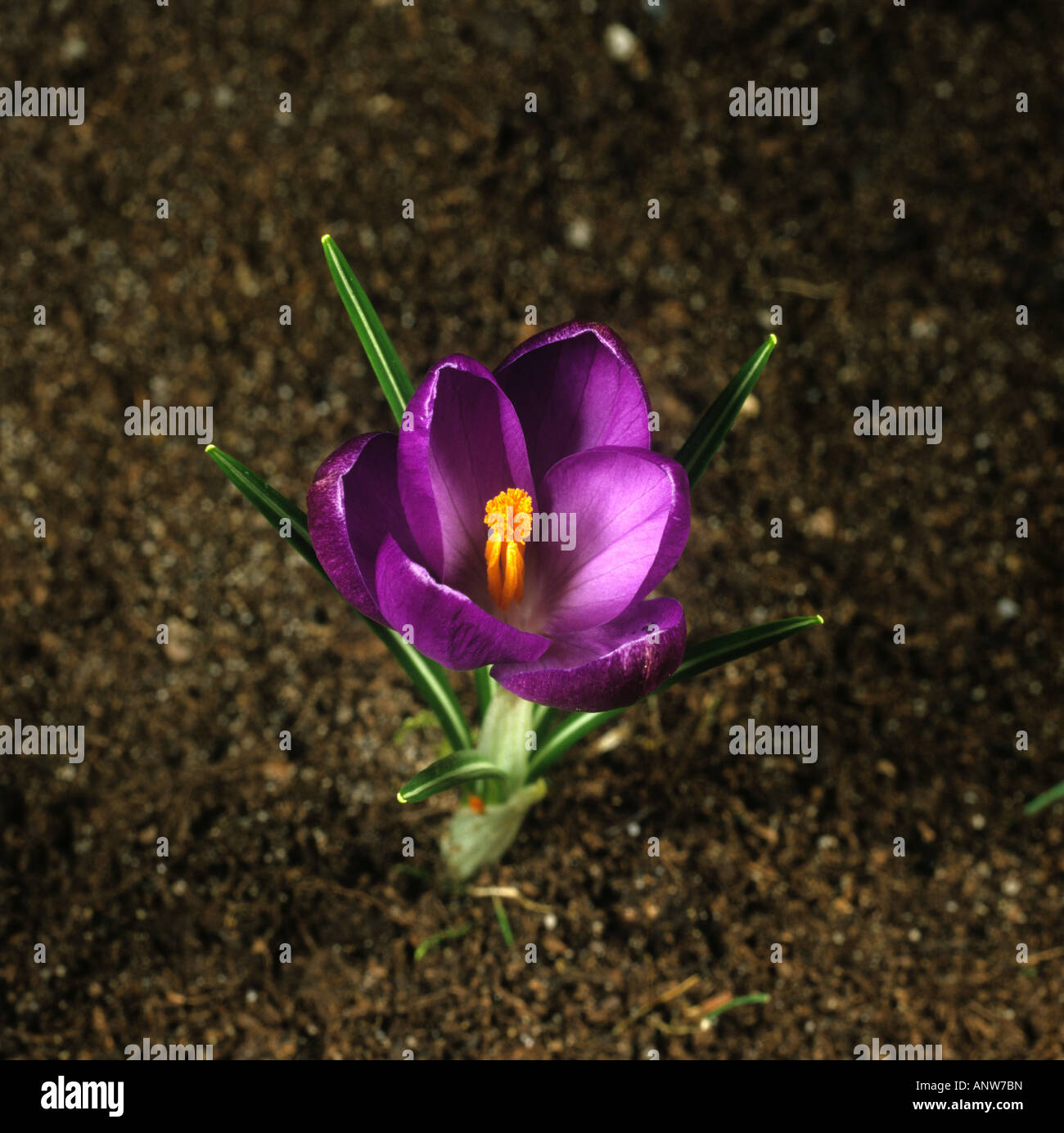 Third in a series of photographs showing the opening of a crocus flower Stock Photo