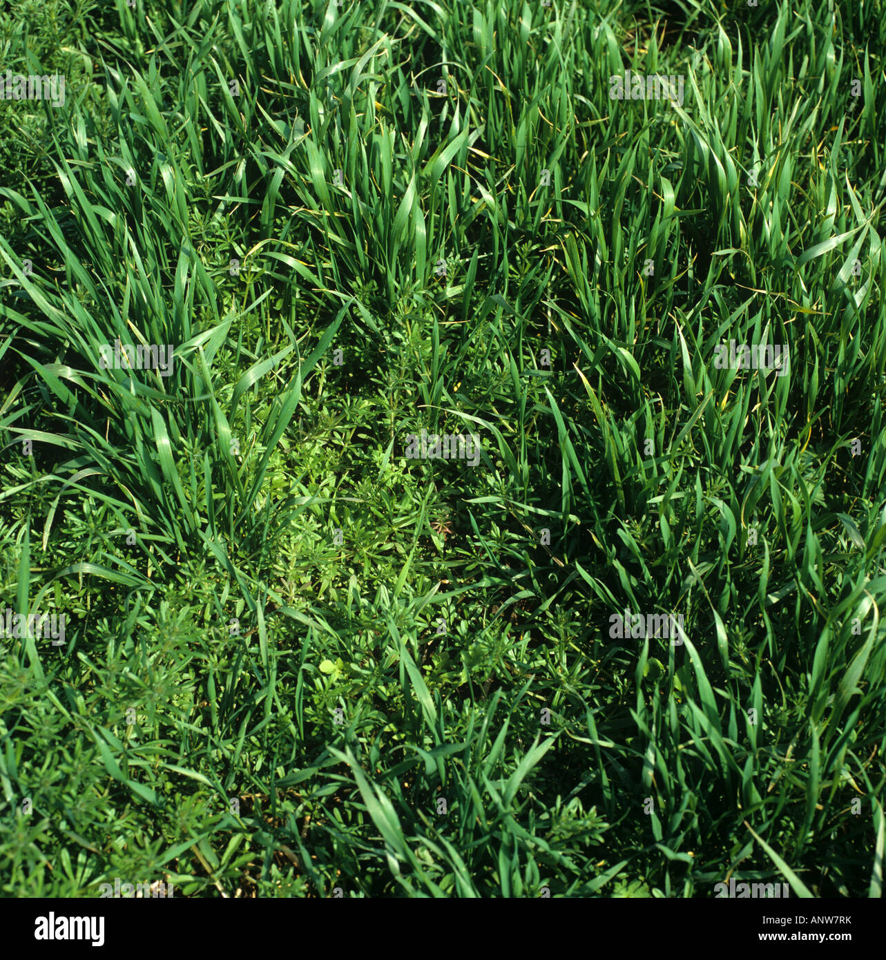 Cleavers Galium aparine arable broad leaved weeds in a wheat crop Stock Photo