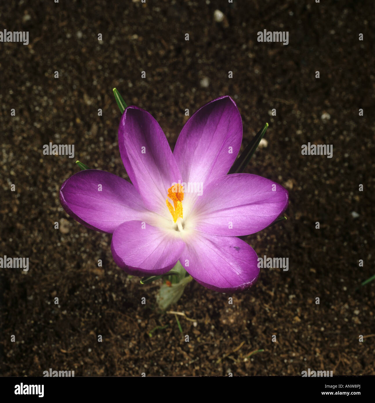 Fifth in a series of photographs showing the opening of a crocus flower Stock Photo