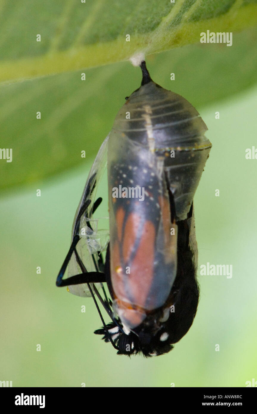 Monarch butterfly Danaus plexippus Adult emerging from chrysallis on underside of milkweed leaf Ontario Stock Photo