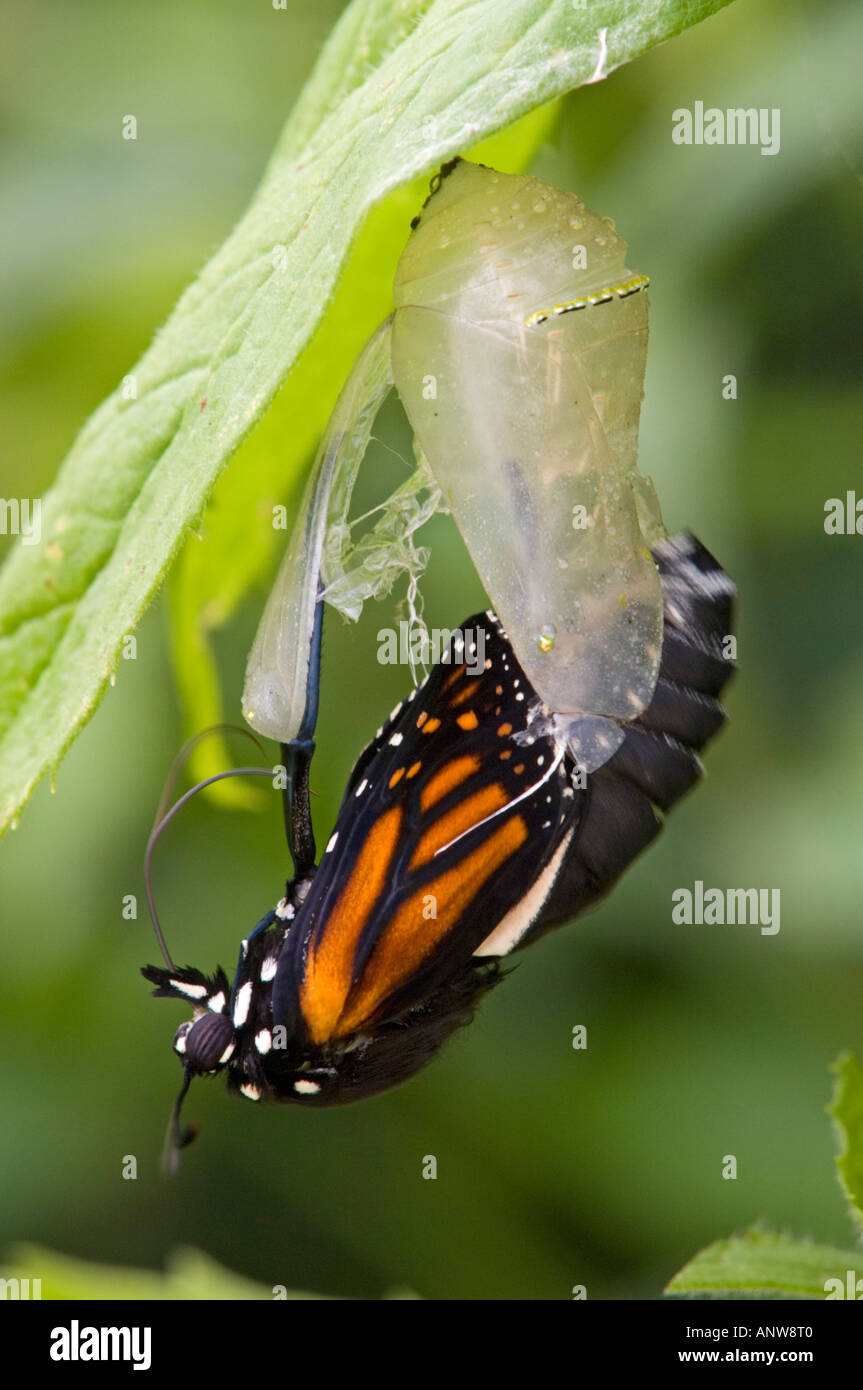 Monarch butterfly Danaus plexippus Adult emerging from chrysallis Ontario Stock Photo