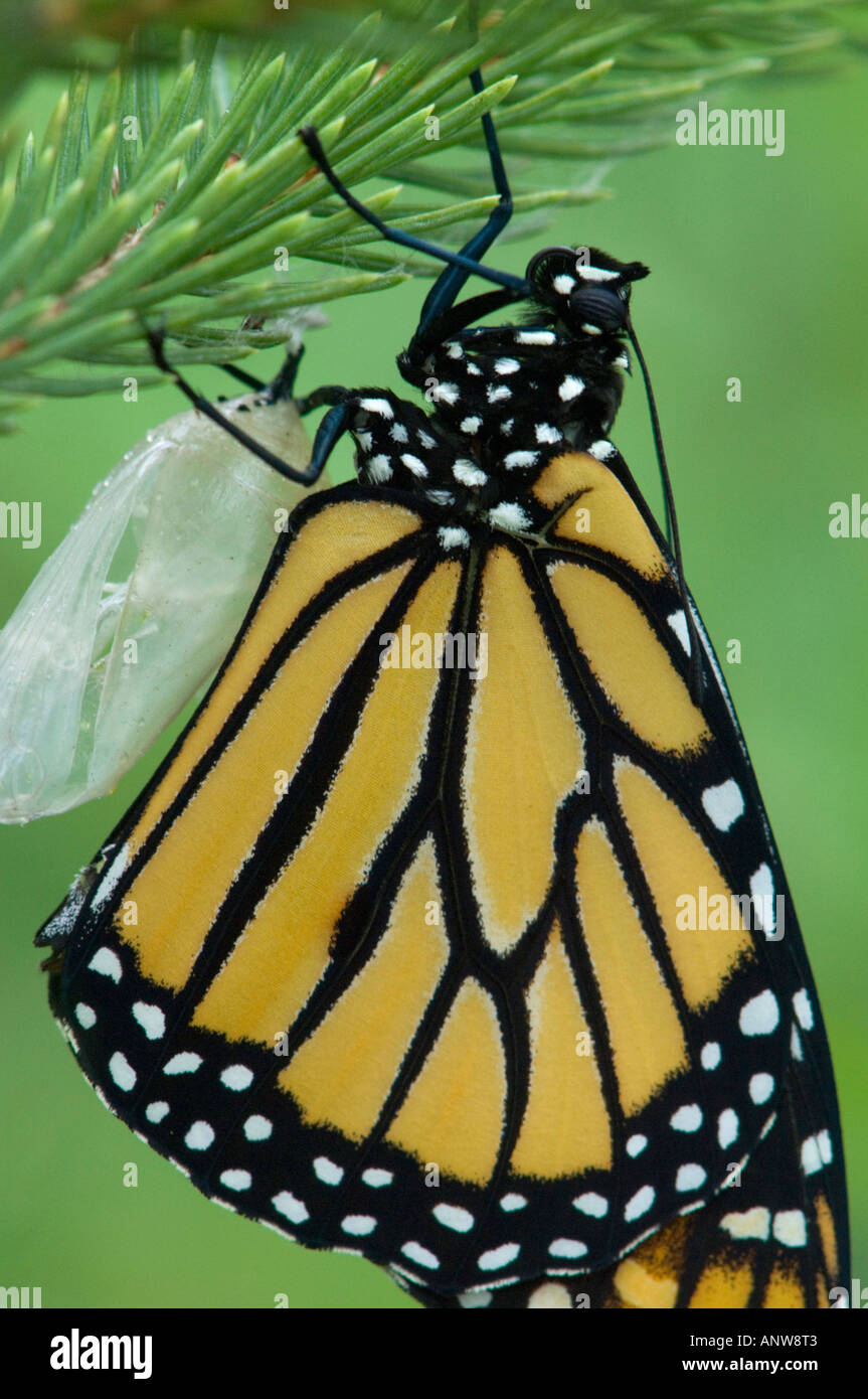 Monarch butterfly Danaus plexippus Adult freshly emerged from chrysallis Ontario Stock Photo