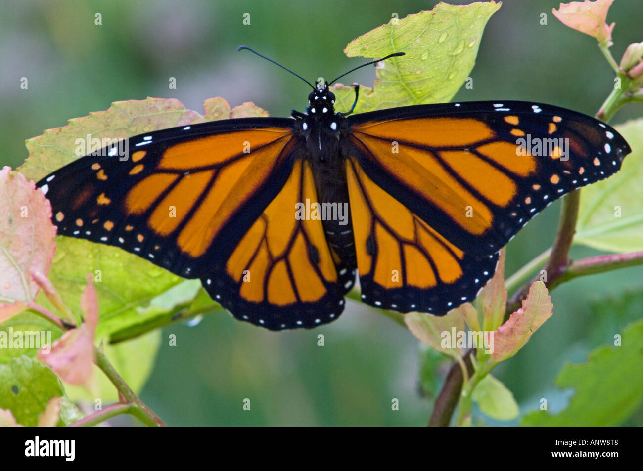 Monarch butterfly Danaus plexippus Adult emerging from chrysallis Ontario Stock Photo