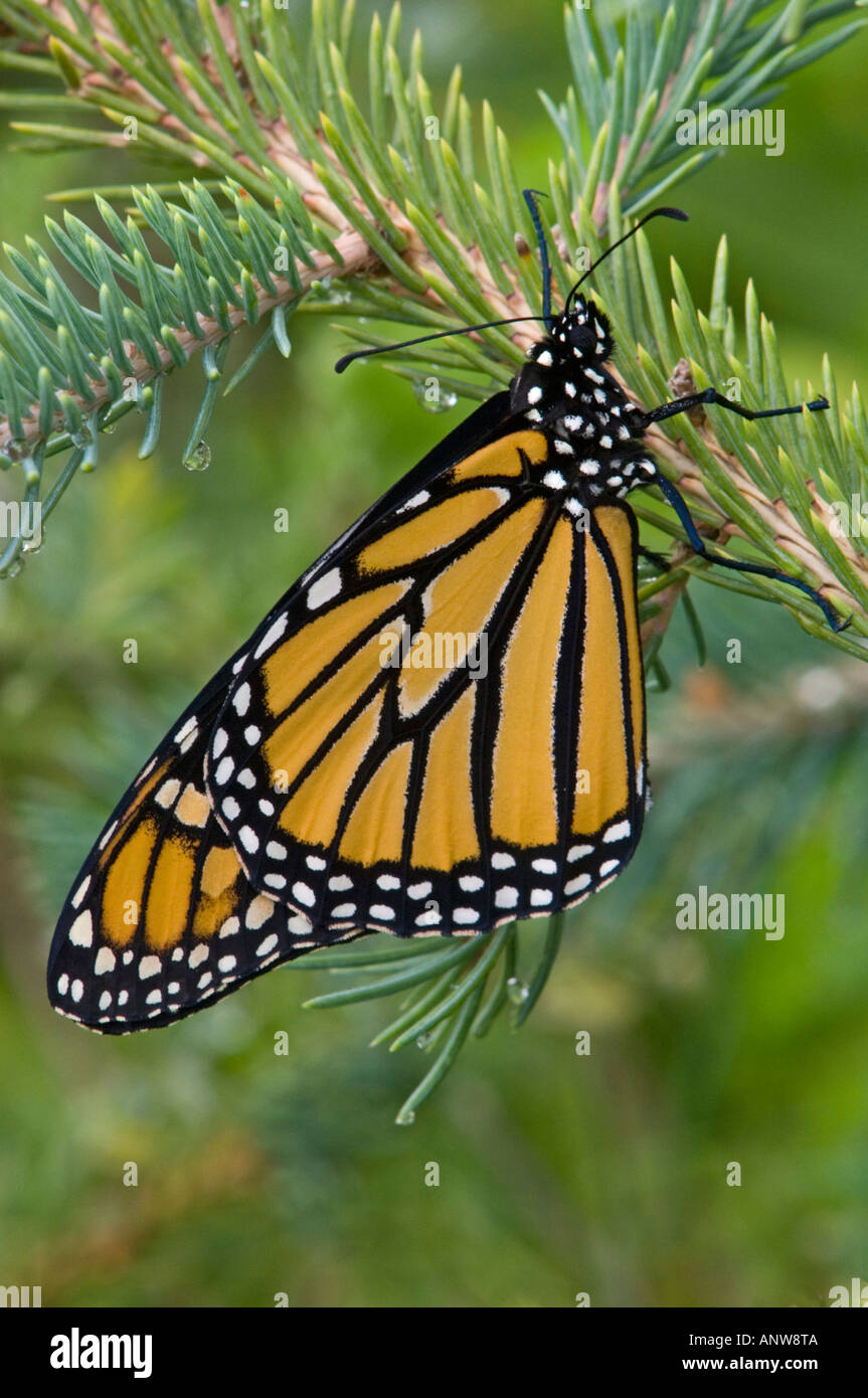 Monarch butterfly Danaus plexippus Adult Ontario Stock Photo