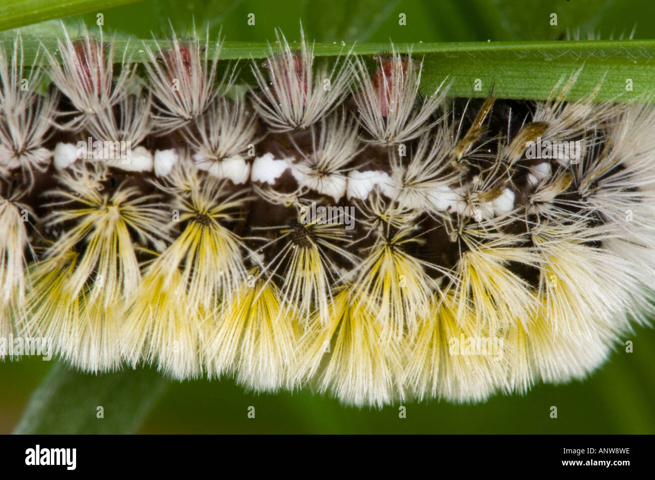 Virginia Ctenucha  Caterpillar Ctenucha virginica Body Detail showing protective hairs and false feet Greater Sudbury, Ontario Stock Photo