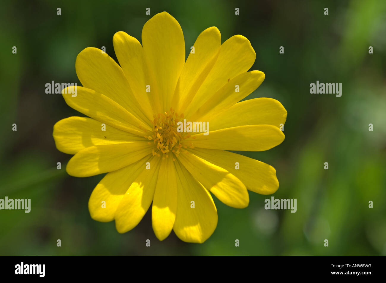 Yellow Anenome (Anemone palmata) Stock Photo