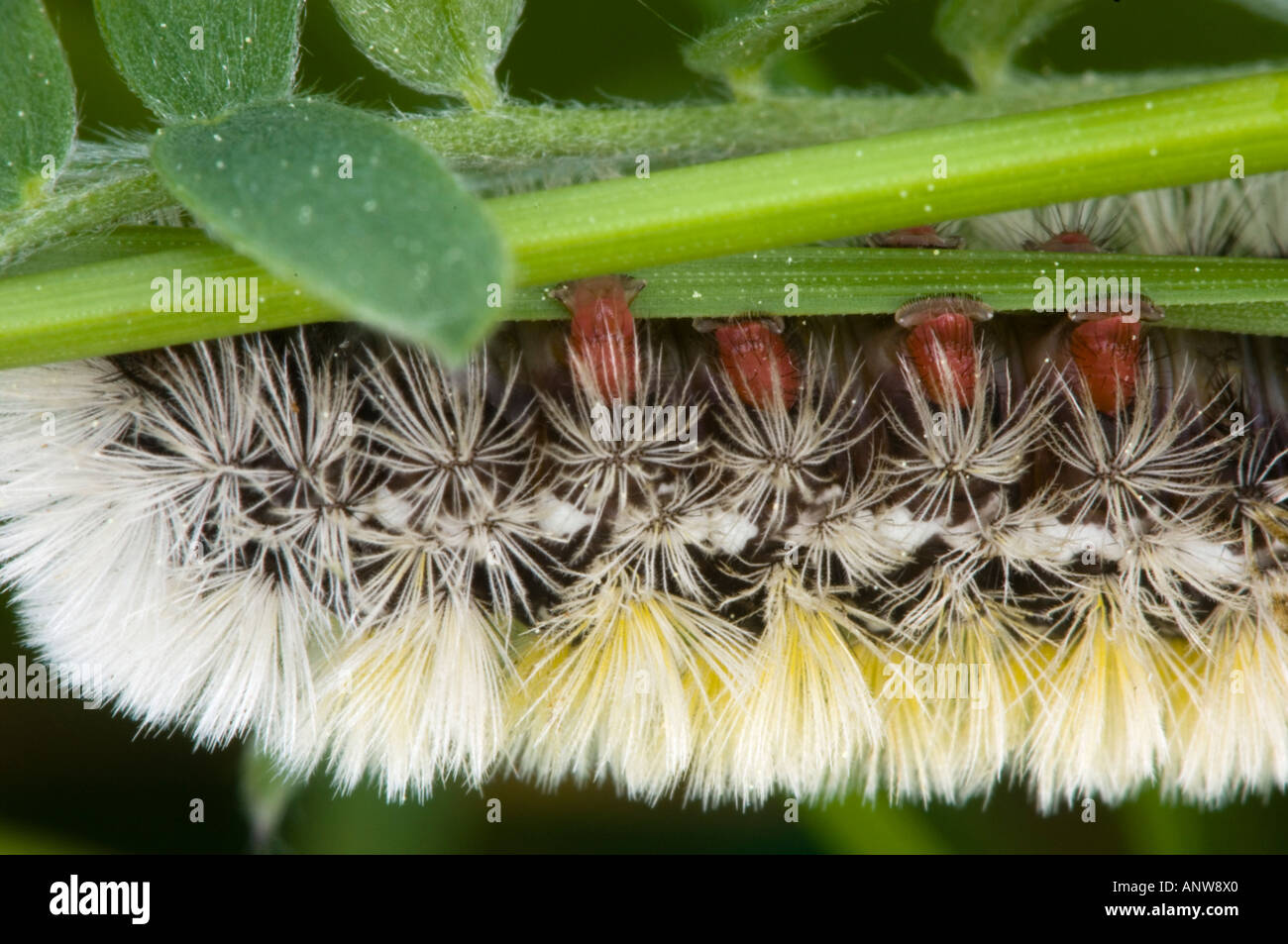 Virginia Ctenucha  Caterpillar Ctenucha virginica Body Detail showing protective hairs and false feet Greater Sudbury, Ontario Stock Photo