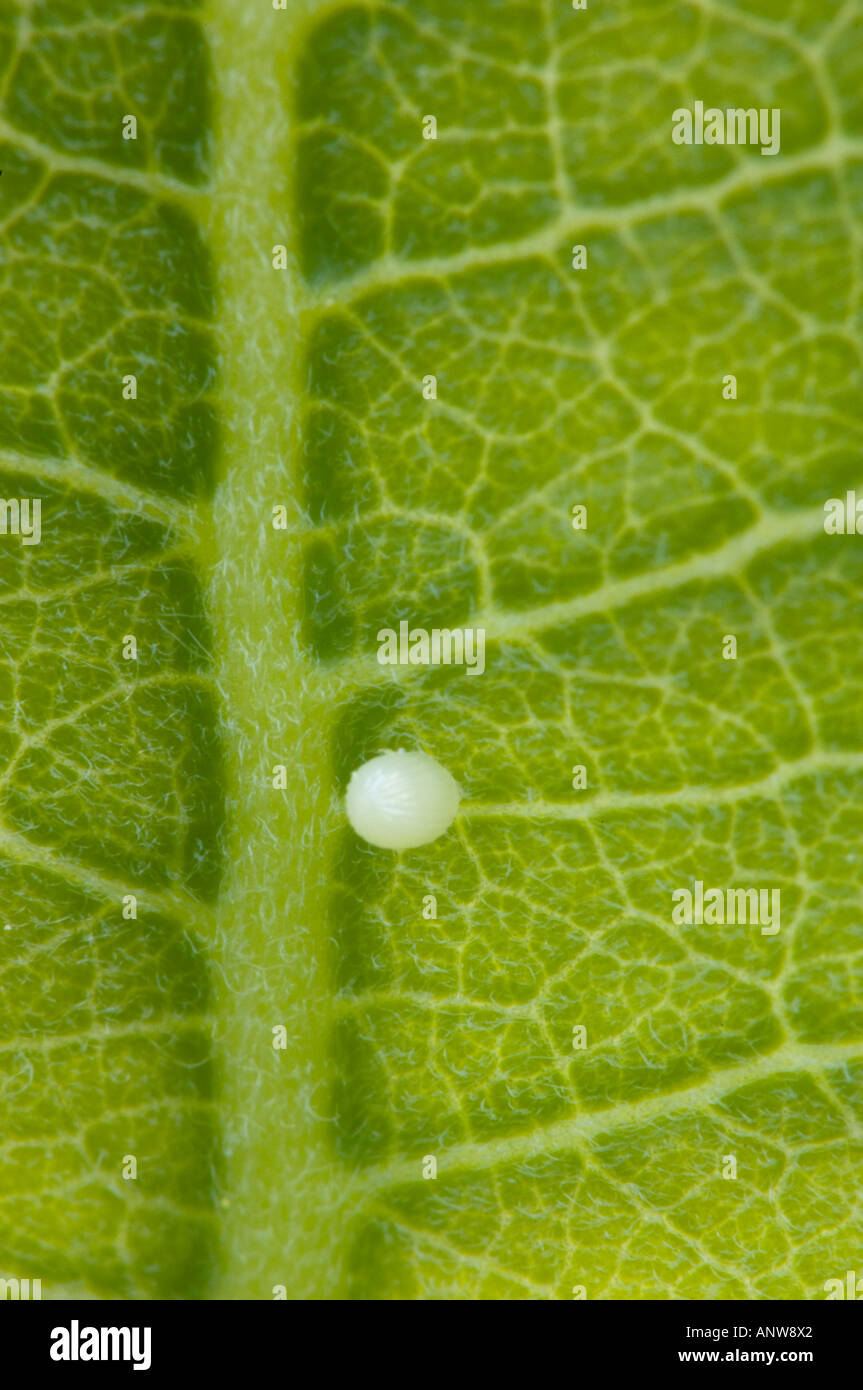 Monarch butterfly Danaus plexippus Egg on milkweed leaf Ontario Stock