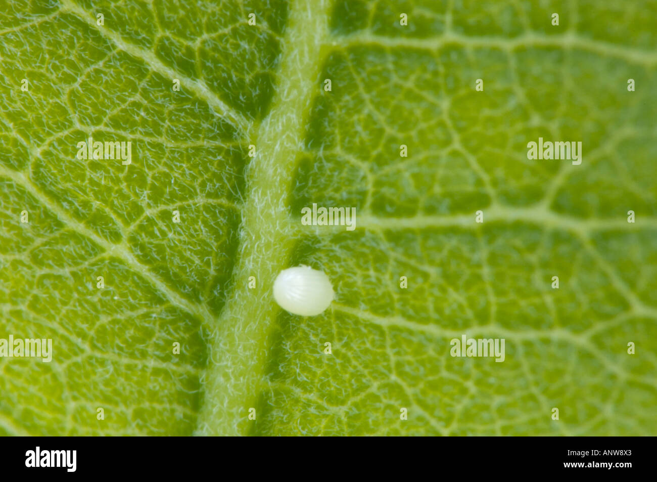 Monarch butterfly Danaus plexippus Egg on milkweed leaf Ontario Stock Photo