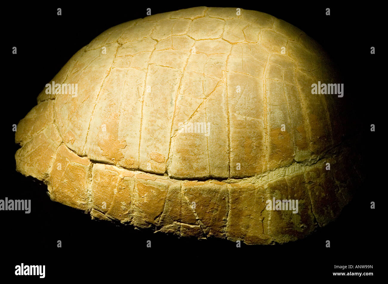 Turtle carapace Fossil in the Natural History Museum London Stock Photo ...