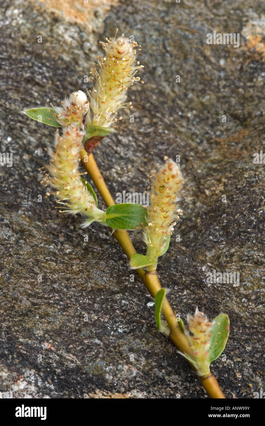 Mountain Willow (Salix arbuscula) with catkins Stock Photo