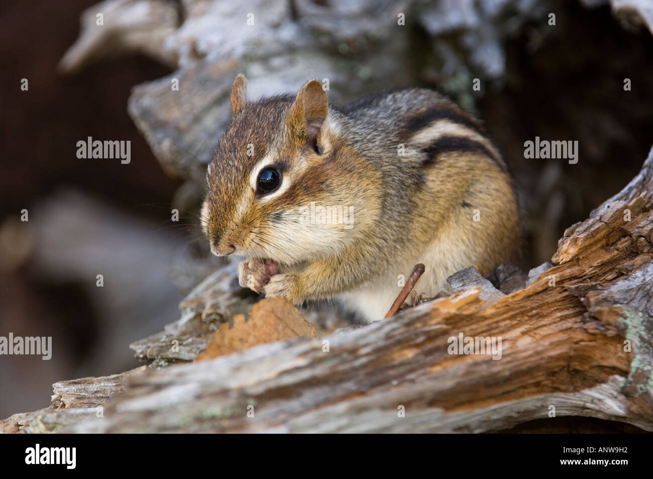 Eastern chipmunk (Tamias striatus) Gathering seeds in cheek pouches Ontario, Canada Stock Photo