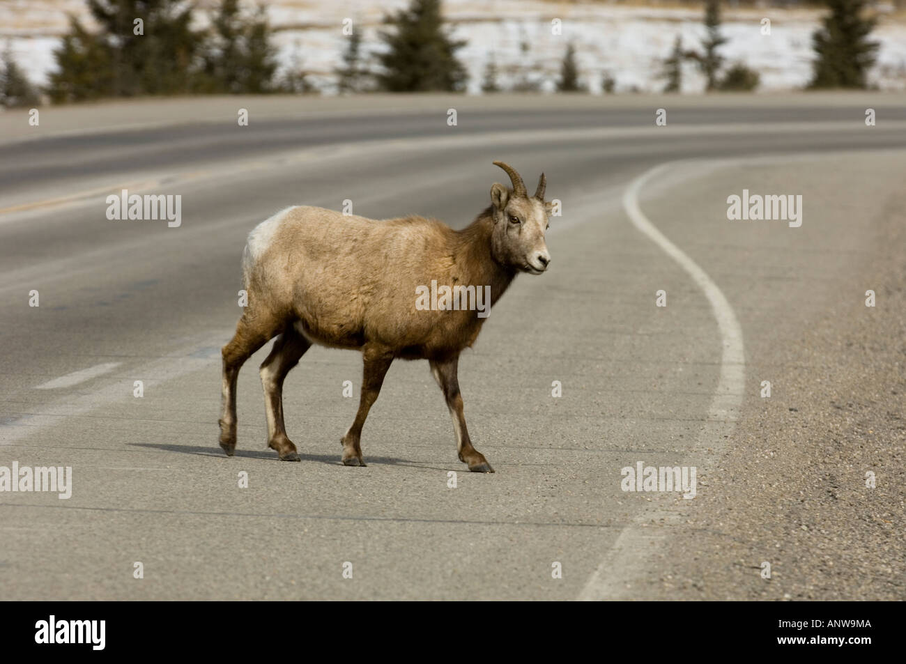 Bighorn sheep Ovis canadensis Roadside animals Jasper National Park
