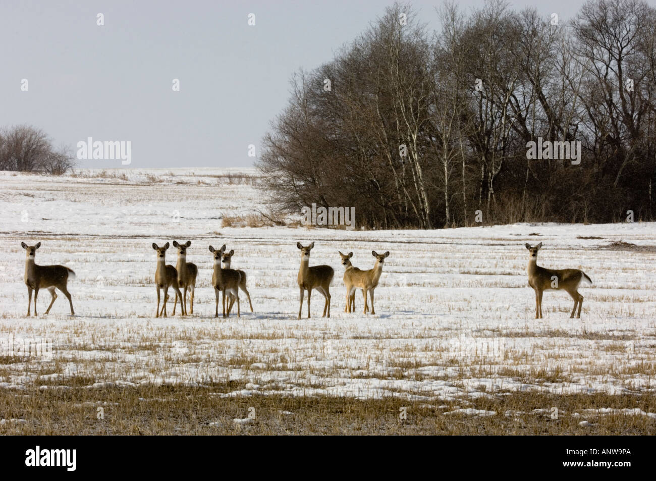 Deer herd overpopulation hires stock photography and images Alamy