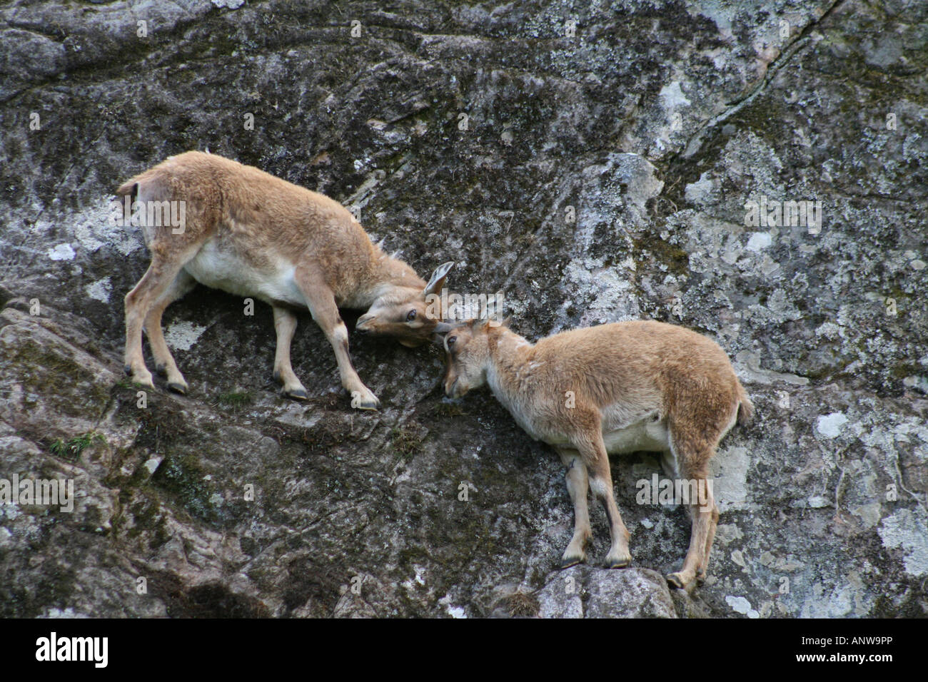 Young Turkmenian Markhor jousting on a almost sheer cliff face. (Capra falconeri heptneri) Stock Photo