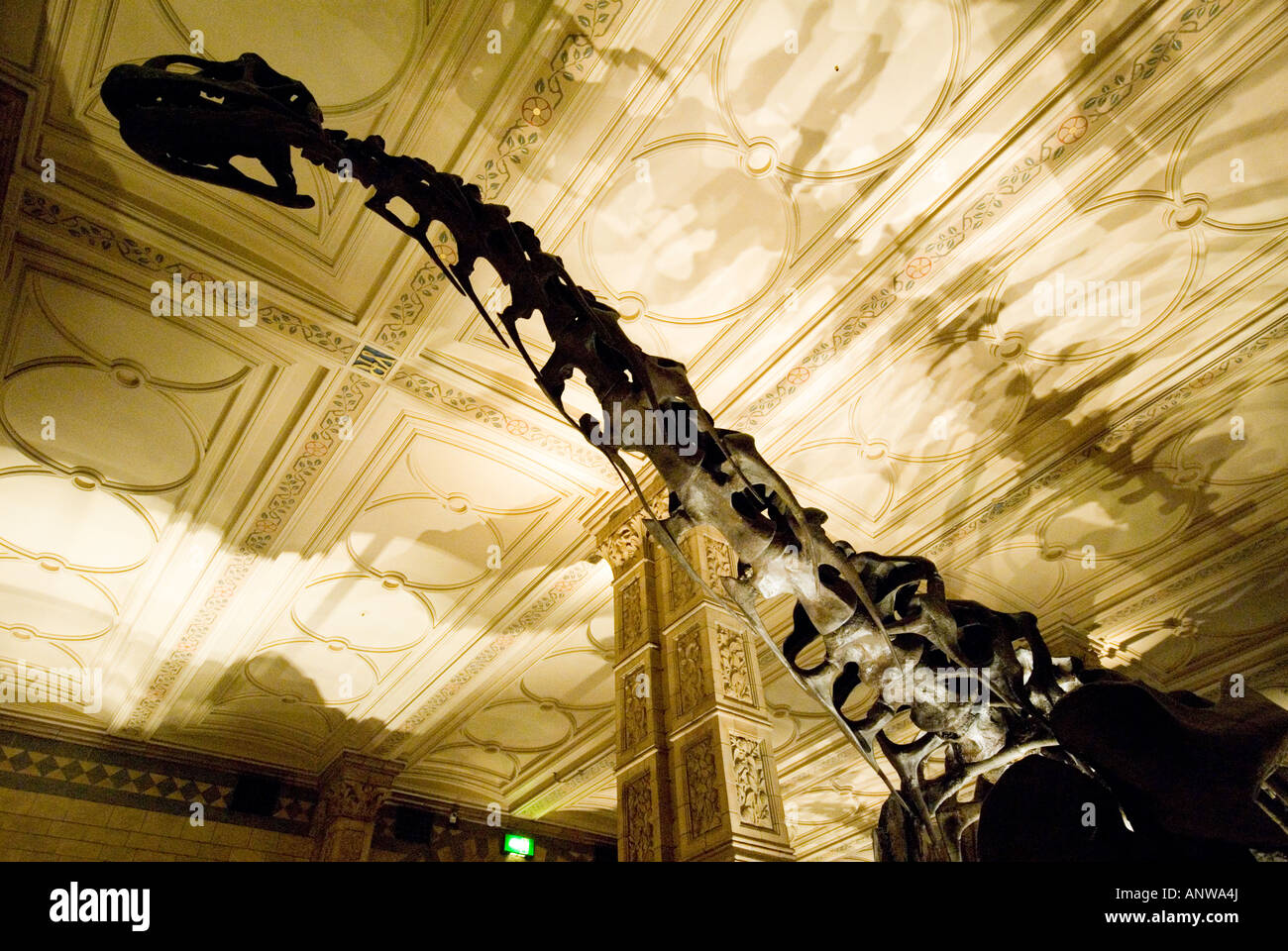 Natural History Museum dinosaurs bones neck detail London Stock Photo