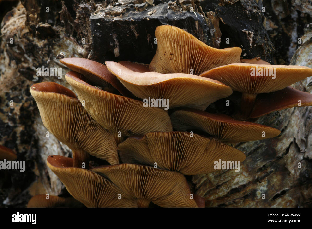 Galerina Marginata (aka Galerina Autumnalis) poisonous mushroom also