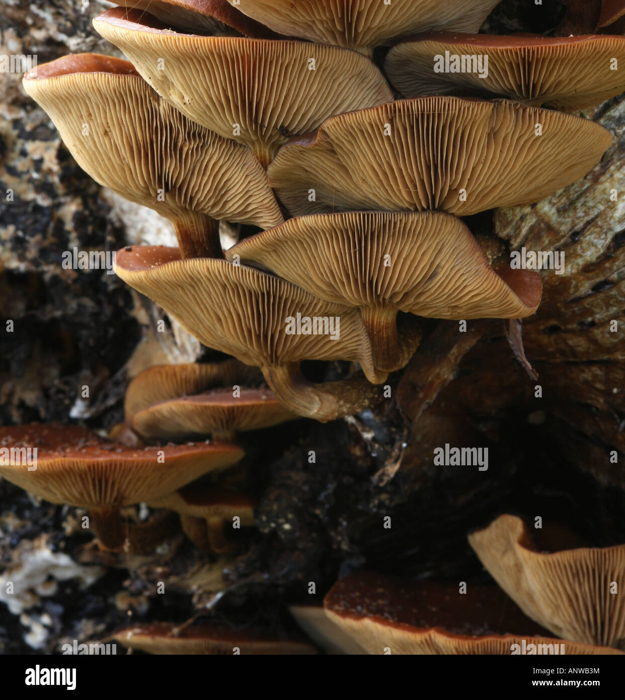 Galerina Marginata (aka Galerina Autumnalis) poisonous mushroom also