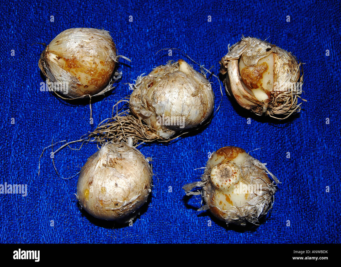 Allium nigrum bulbs Stock Photo - Alamy