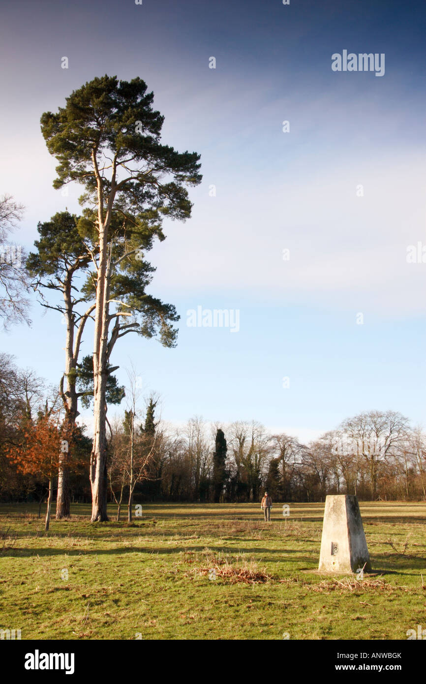 Tall trees by a triangulation point at Wandlebury Country Park