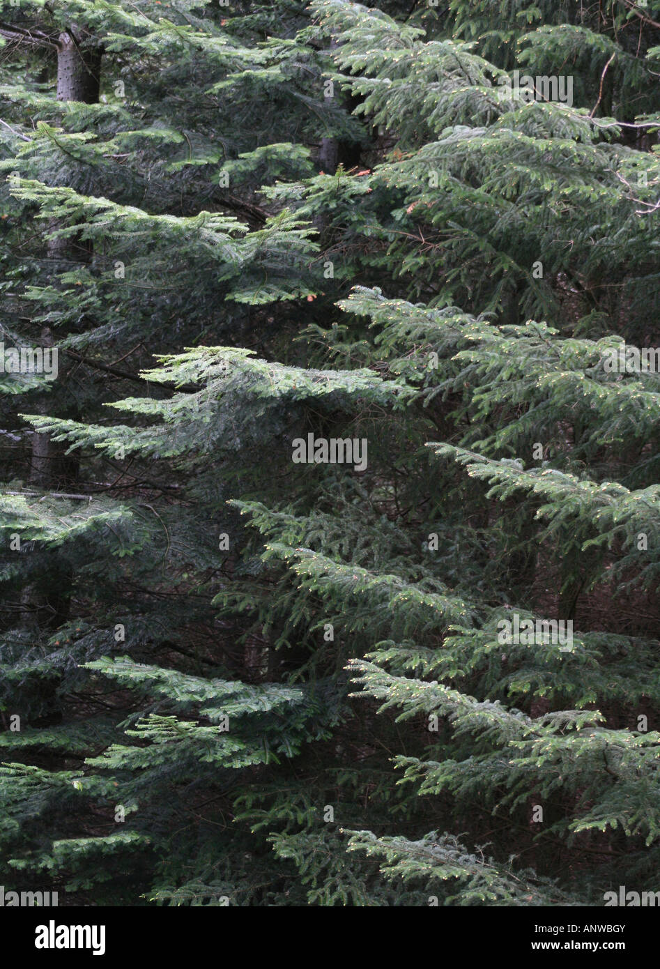 Detail of large Douglas Fir (Pseudotsuga menziesii) glauca, taken in Scotland. Stock Photo