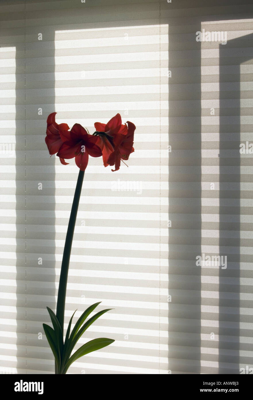 Amaryllis Hippeastrum Flower spike and window shade, Greater Sudbury, Ontario Stock Photo