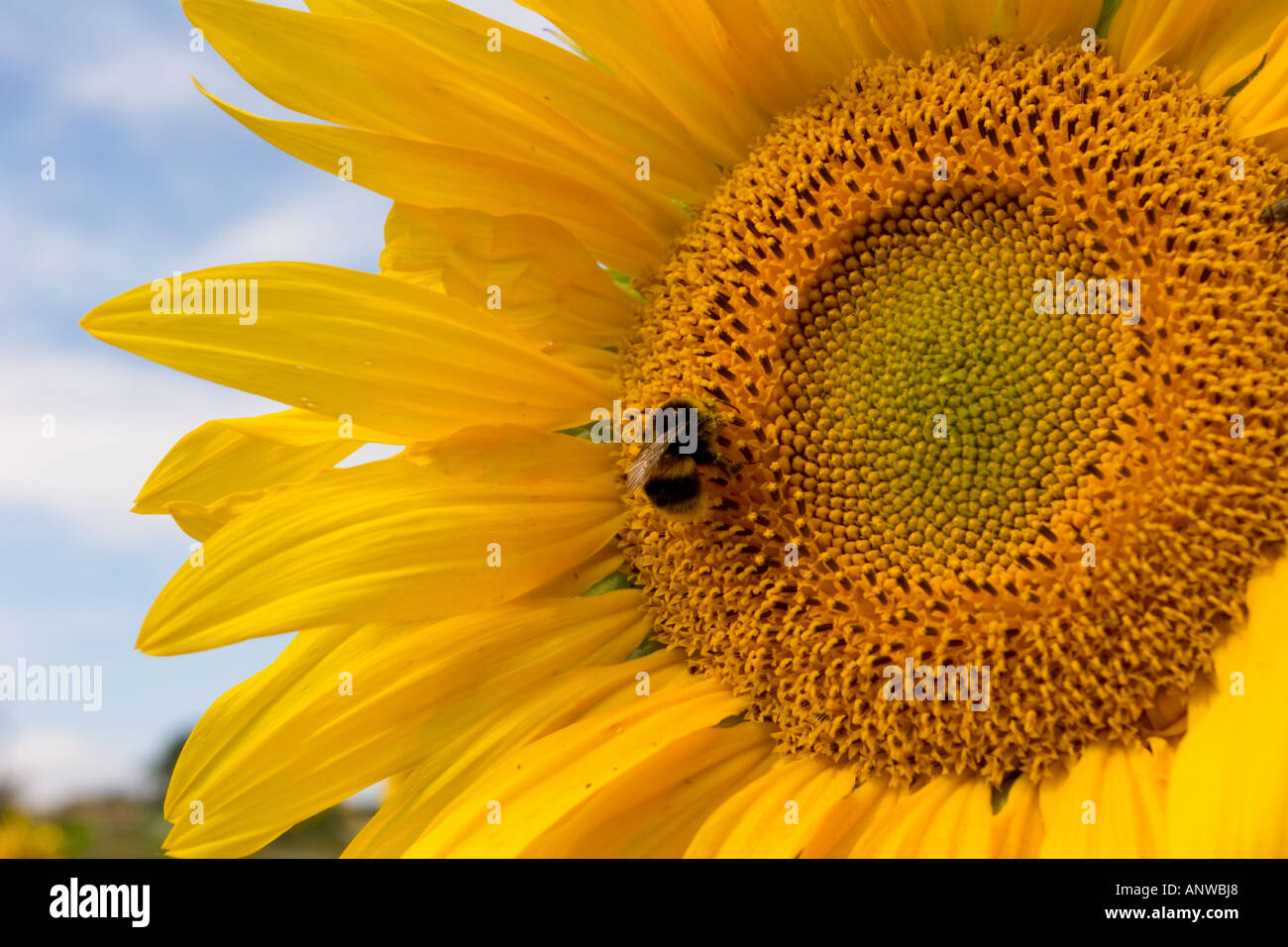 Bumble bee collects pollen from hi-res stock photography and images - Alamy