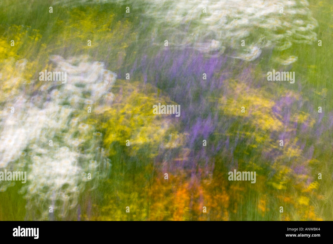 Spring wildflowers Multiple exposure, Greater Sudbury, Ontario Stock Photo