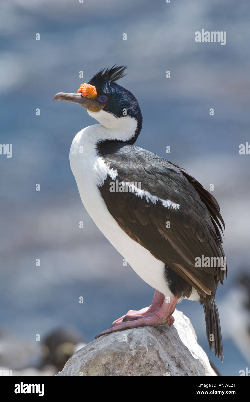 Imperial Shag (Phalacrocorax atriceps albiventer) adult perched on the rock the Neck Saunders Island West Falkland Atlantic Stock Photo