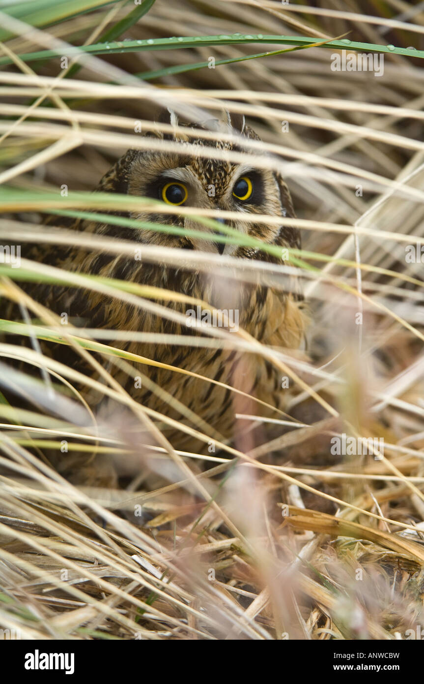 Short eared Owl (Asio flammeus sanfordi) adult hiding in the tussac grass (Poa flabellata) Sea Lion Island East Falkland Stock Photo