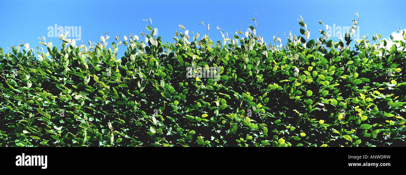 common hornbeam European hornbeam Carpinus betulus hedge against blue sky Stock Photo