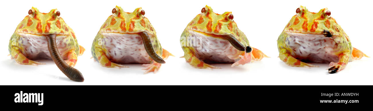 argentine horned frog pacman frog nightcrawler ornate horned frog escuerzo Ceratophrys ornata feeding an earthworm series Stock Photo