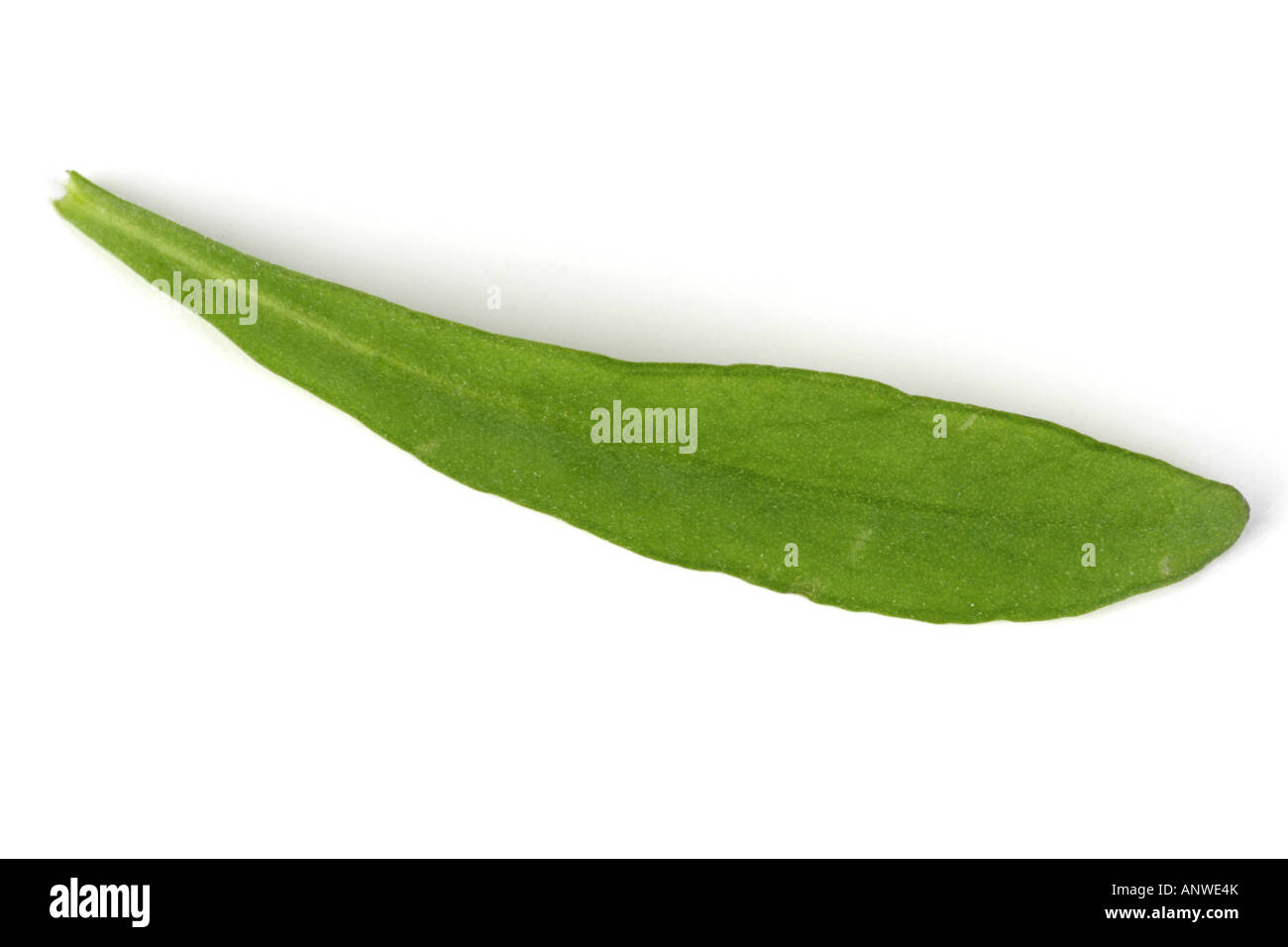 dragon sagewort tarragon estragole esdragol esdragon Artemisia dracunculus single leave Stock Photo