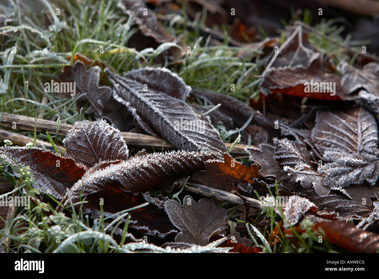 Elm leaf frost hi-res stock photography and images - Alamy