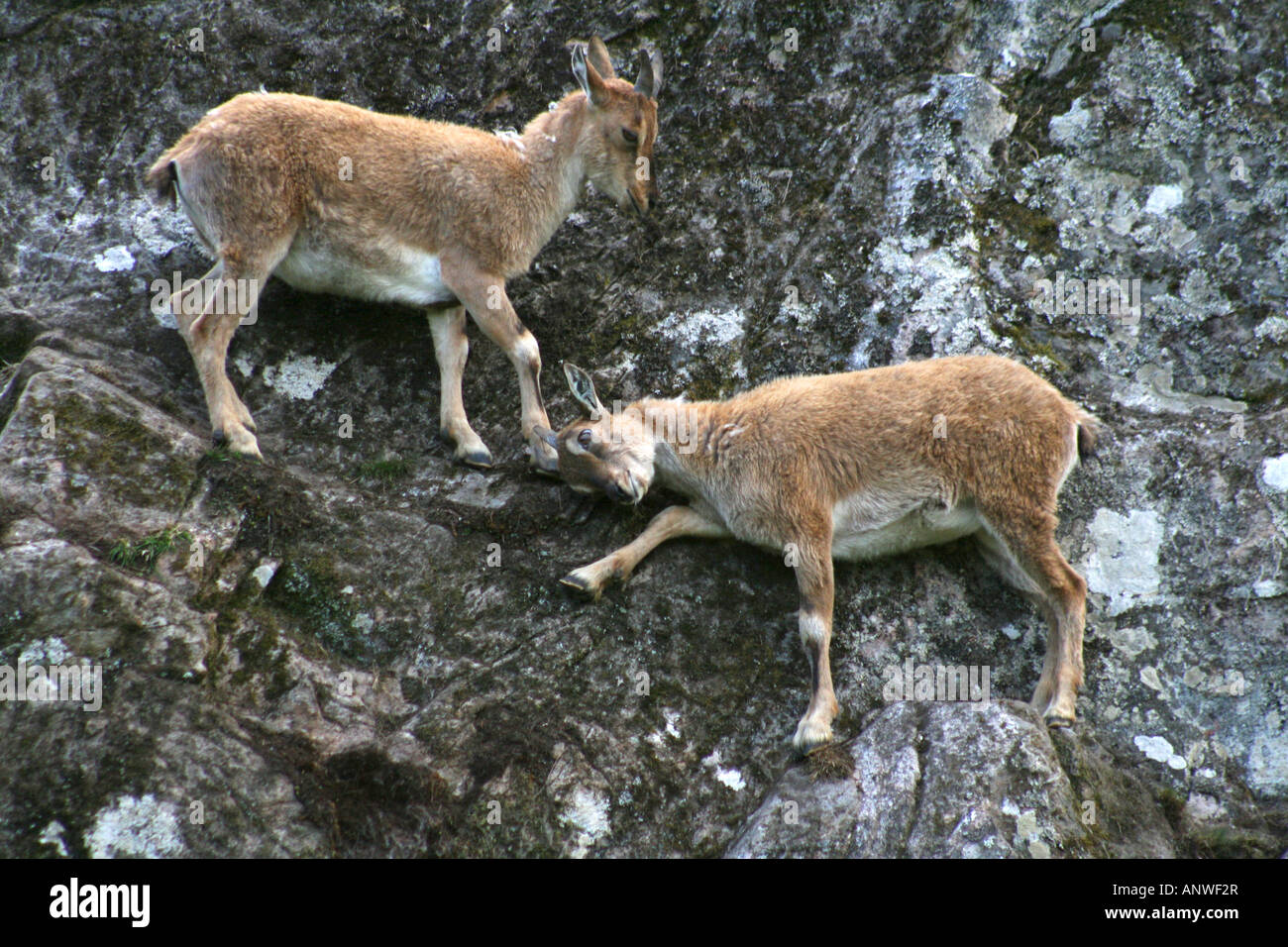 Young Turkmenian Markhor jousting on a almost sheer cliff face. (Capra falconeri heptneri) Stock Photo