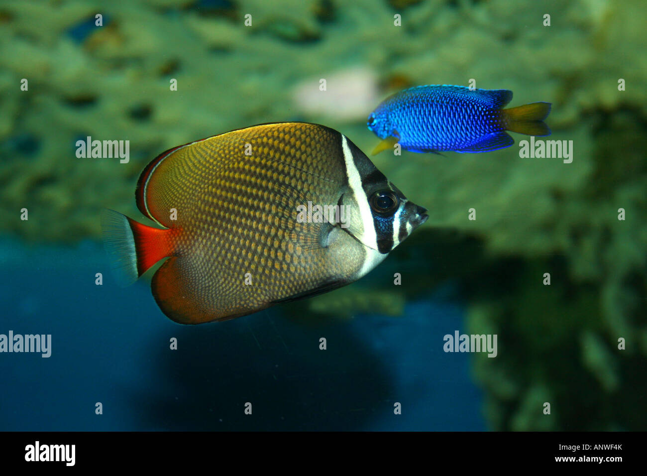 parachaetodon ocellatus. butterfly fish in the tropical sea Stock Photo