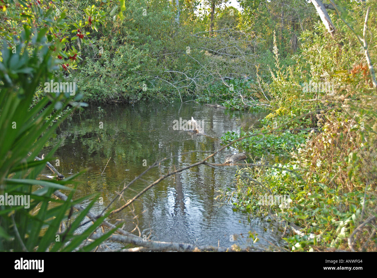 Florida Tiger Creek Preseve Stock Photo Alamy