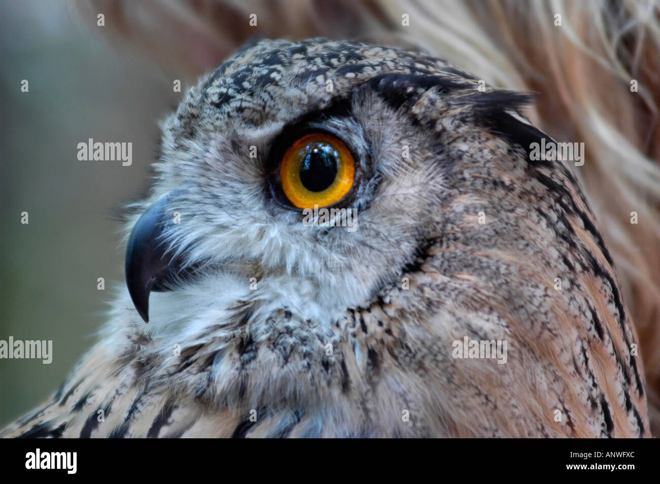 Eagle owl ( bubo bubo ), portrait, sidewise Stock Photo