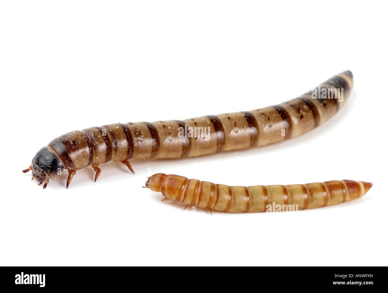 kingworm and yellow mealworm beetle below Tenebrio molitor Zoophobas