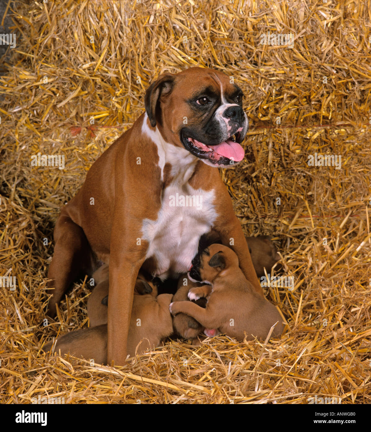 Feeding a boxer puppy discount